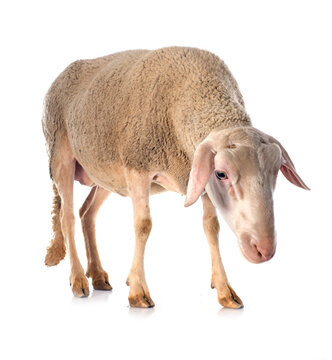 adult ewe