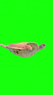 Green sea turtle swimming on green screen chroma key background