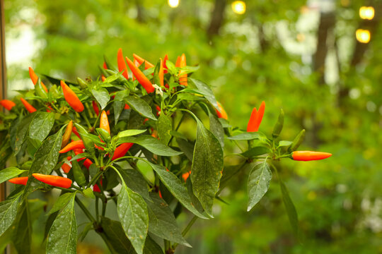 Bright red chili peppers grow on green plants in a garden setting with soft light in the background during daytime