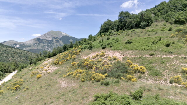 Montagne verdi con cespugli gialli e il monte Catria pi&ugrave; alto sullo sfondo, sotto un cielo parzialmente nuvoloso e luminoso