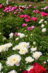 Fototapeta premium Different varieties of white peonies bloom in gardens during spring season showcasing a colorful floral display