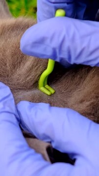 tick on a cat. Selective focus.