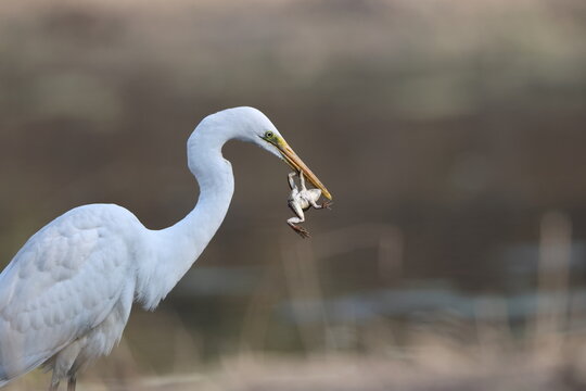 Great egret (Ardea alba) is eating frog