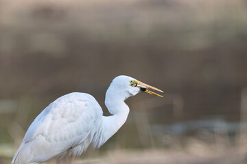 Obraz premium Great egret (Ardea alba) is eating frog