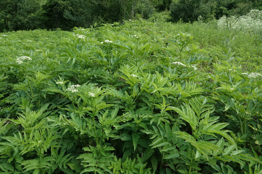 Closeup on a group of danewort, dane weed, danesblood, dwarf elder, European dwarf elder, and blood hilder Sambucus ebulus in Northern Bulgaria