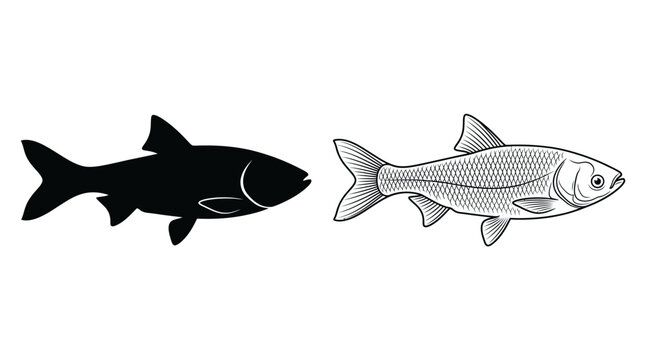 Fish Illustration In Black And White Detailed Scales And Silhouette
