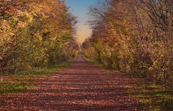 The hidden path among the colorful trees completely submerged by dry autumn leaves