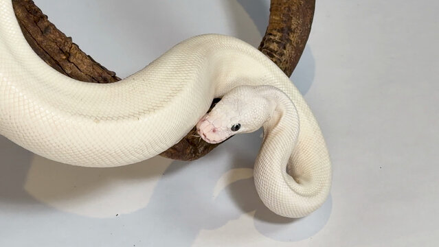 White Leucistic Ball Python Slithering Over a Dark Wood Branch