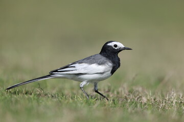 Obraz premium White Wagtail (Motacilla alba personata) in North India