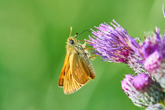 Orange skipper butterfly feeding on purple thistle flower in green meadow close-up macro