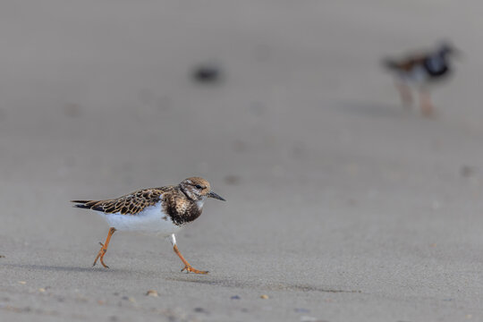 Ruddy turnstone (Arenaria interpres) searching for food on the beach in the Camargue, France.