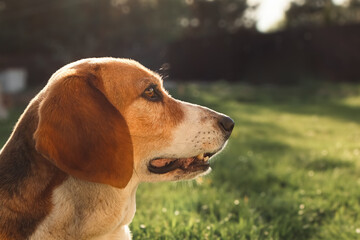 Beagle dog profile portrait close up on a green grass background during sunset © Trik