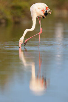 Greater flamingo (Phoenicopterus roseus) feeding in the shallow water of a lagoon in the Camargue, France.
