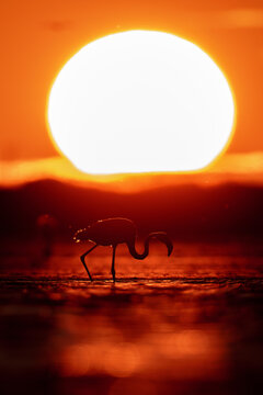 Greater flamingo (Phoenicopterus roseus) in the orange glowing backlight of the setting sun, standing in a lagoon in the Camargue, France.