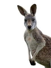 Eastern grey kangaroo Macropus giganteus portrait isolated on transparent © fotomaster