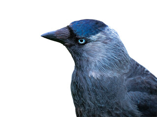 Obraz premium Eurasian jackdaw Coloeus monedula portrait isolated on transparent background