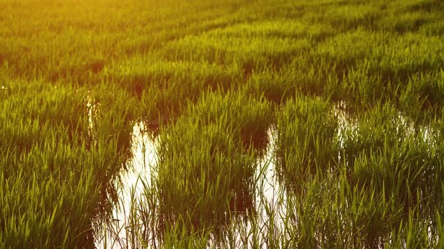 Rice seedlings growing in flooded paddy field illuminated by warm sunset light with water reflections in agricultural landscape