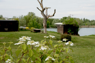 Chalets flottants de l'étang de la Galiotte à Carrière sous Poissy © luzulee