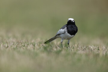 Fototapeta premium White Wagtail (Motacilla alba personata) in North India