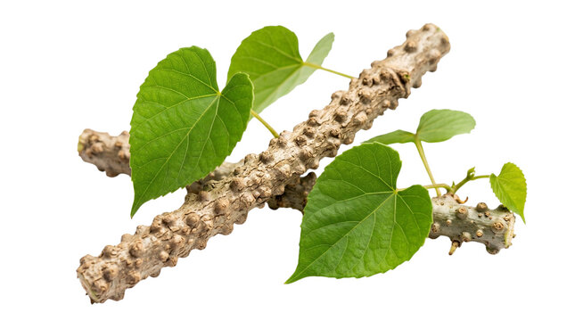 Guduchi stem with leaves isolated on transparent background