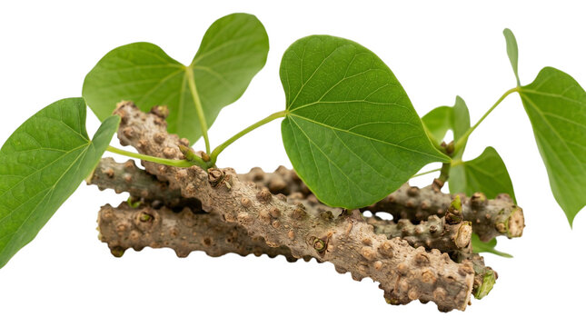 Guduchi stem with leaves isolated on transparent background