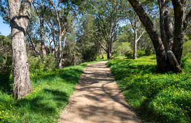 Obraz premium Dirt path through eucalyptus woodland with yellow wildflowers in Bells Rapids Park, Swan Valley, Western Australia, 25 September 2024