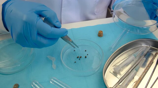 The tick laboratory is conducting an analysis. Selective focus.