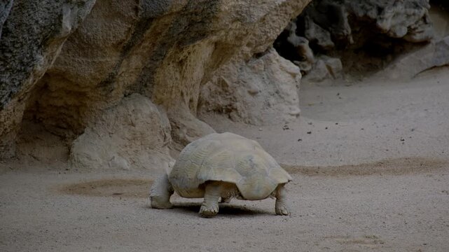 Turtle crawling on a hard surface in the wild