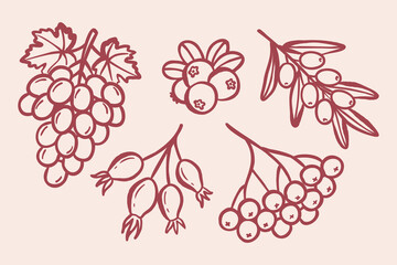 Hand drawn autumn berry collection in minimal doodle line art style. Set includes cranberry, lingonberry, rowan, sea buckthorn and rosehip. Trendy outline illustration ideal for seasonal design, packa © Colomba Rossa