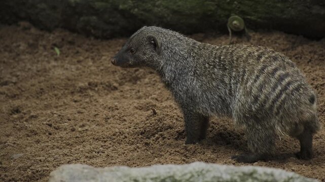 mongoose in a zoo walking around