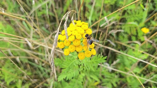 Bee pollinating yellow tansy flowers in a green summer meadow during a windy day