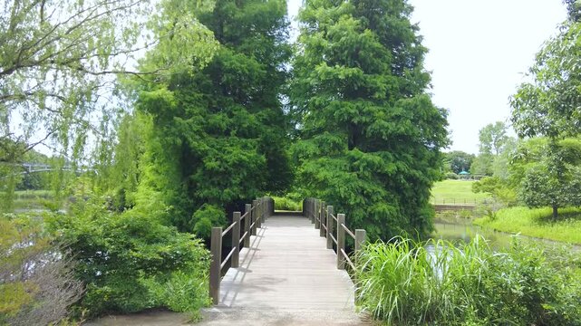 新緑に包まれた木道とメタセコイアの風景