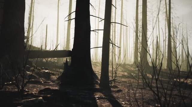 Charred trees and blackened ground illustrate the devastation of a recent wildfire. Sparse vegetation and smoke linger in the air, creating an eerie atmosphere in the forest.