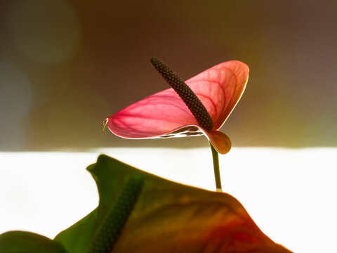 Pink Anthurium Flower in Soft Light