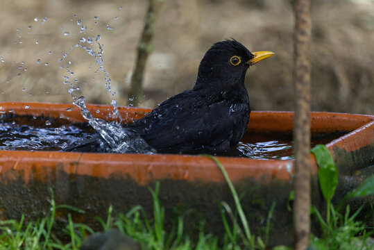 Common blackbird actively splashing water in bird bath