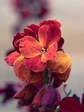 Velvet Tones: Wallflower Macro Study