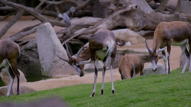 blesbok antelope from south africa, zoo