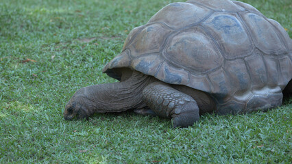 Fototapeta premium Aldabra Giant Tortoise Grazing on Green Grass in a Sunny Enclosure