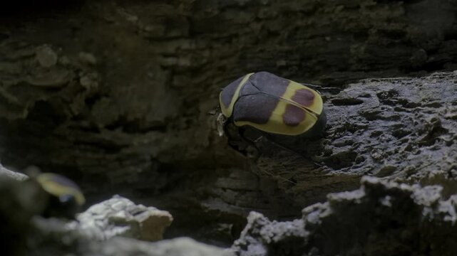 Sun beetle moving slowly on a rock