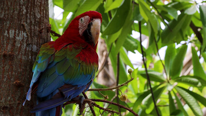 Obraz premium Red and Green Macaw Perched on a Tree Branch in Tropical Jungle