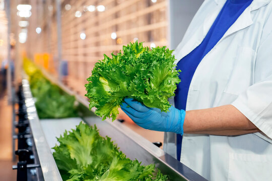 Conveyor belt with fresh rosso lettuce in greenhouse. Technical inspection of a curly lettuce crop. A worker gloved hand reaches for a plant ready for packaging.