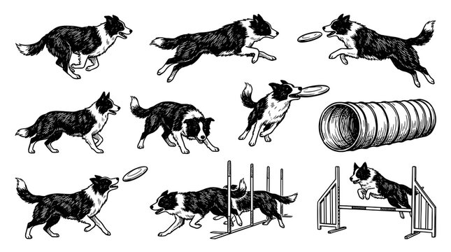 Hand drawn sketch collection of border collie vector illustration featuring active dogs running jumping hurdles catching flying disc and navigating agility course in vintage line art.