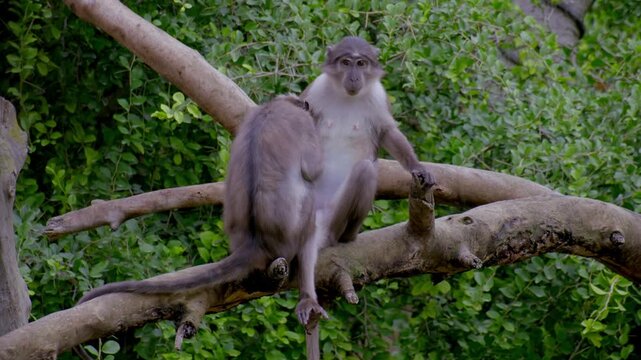 2 white-eyelid mangabeys sitting on a tree in the forest and examining each other