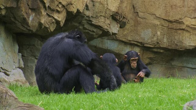 Chimpanzee infants playing together in a grassy and rocky environment