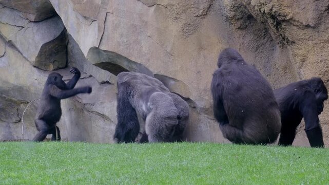 a Silverback gorilla is charging at another gorilla in a rocky, grassy environment 