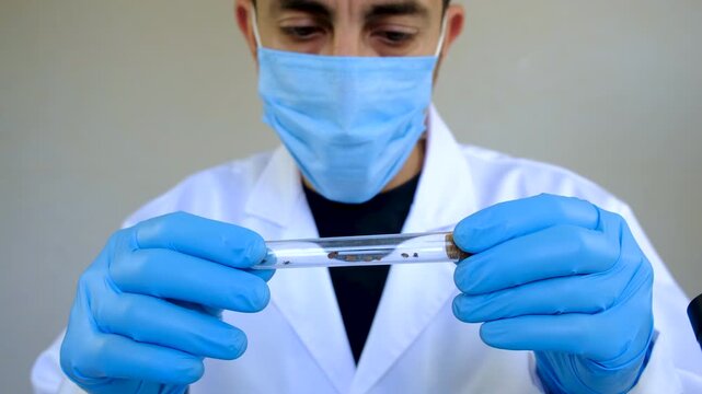 The tick laboratory is conducting an analysis. Selective focus.