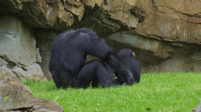 Chimpanzee infants playing together in a grassy and rocky environment
