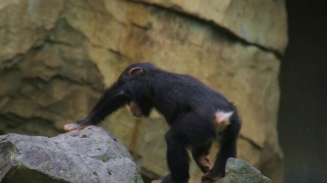 Chimpanzee infants playing and jumping off a rock while his mother is watching