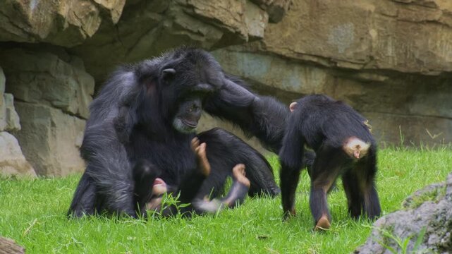 Chimpanzee infants playing together in a grassy and rocky environment