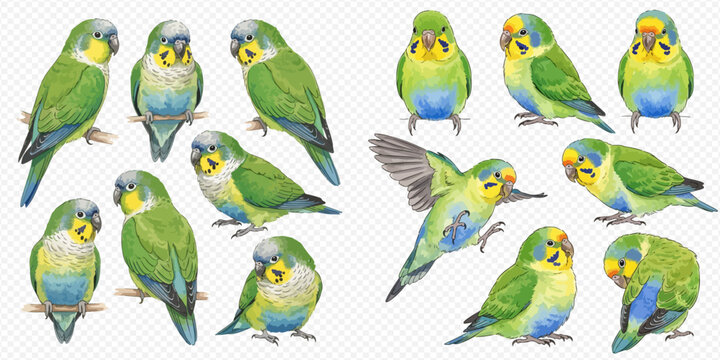 Watercolor illustration of various green parakeets in different poses, perfect for nature and pet-related designs.